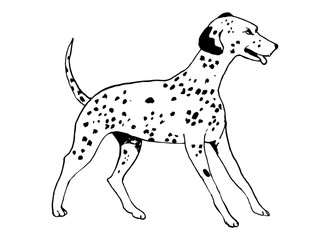 The Dalmatian dog breed on white background
