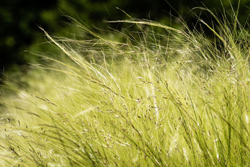 Herbes folles