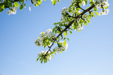 Pear. Flowering pears on a blue sky
