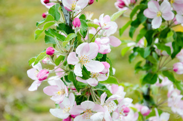 Apple tree. Flowering of the apple tree.