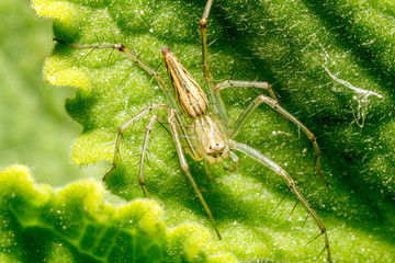 Macro shot of spider