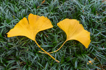 Golden ginkgo leaves on the grass
