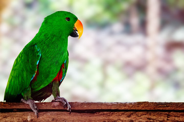 Close up of parrot perching
