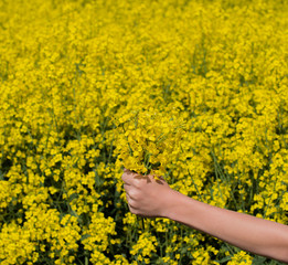 Hand mit Raps in einem Rapsfeld