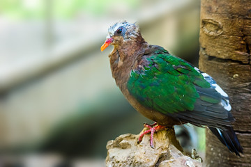 Emerald Dove, Chalcophaps indica