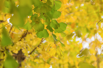 Ginkgo biloba leaves background