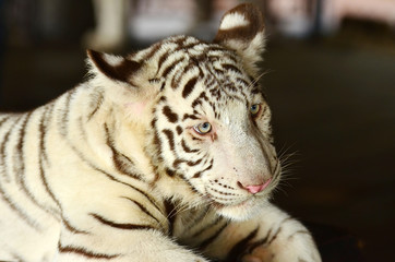 small white tiger