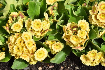 Yellow garden auricula Primula pubescens growing outdoor