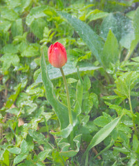 background, spring, rain drops on blooming Tulip, flower.