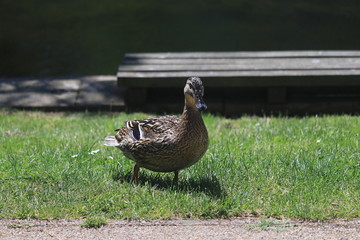 duck 