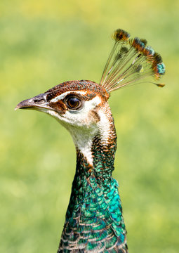 female peacock head