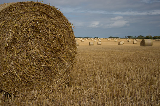 hay bales in the golden fields