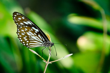 Butterfly Perching On plant