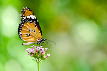 Obraz na płótnie Canvas Butterfly Perching On flower