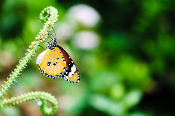 Butterfly Perching On plant