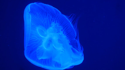 Nightlights glowing beautiful moon jellyfish with blue light