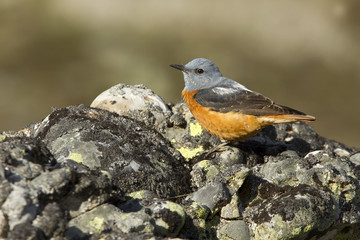 Male of Rufous-tailed rock thrush. Monticola saxatilis