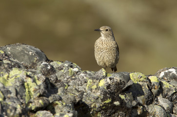 Female of Rufous-tailed rock thrush. Monticola saxatilis