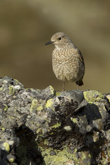 Female of Rufous-tailed rock thrush. Monticola saxatilis