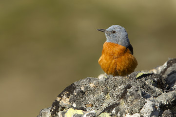 Male of Rufous-tailed rock thrush. Monticola saxatilis