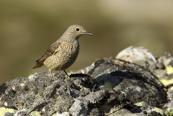 Female of Rufous-tailed rock thrush. Monticola saxatilis
