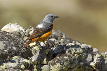 Male of Rufous-tailed rock thrush. Monticola saxatilis