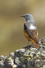 Male of Rufous-tailed rock thrush. Monticola saxatilis