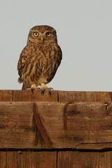 Civetta