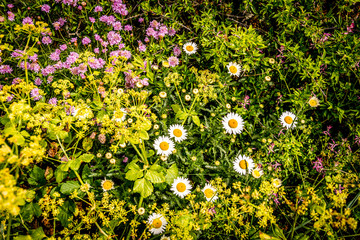 flowers on welsh coastl path