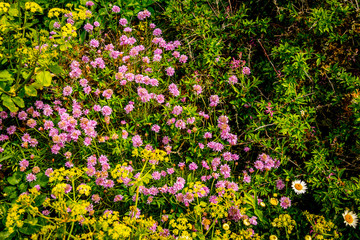 flowers on welsh coastl path