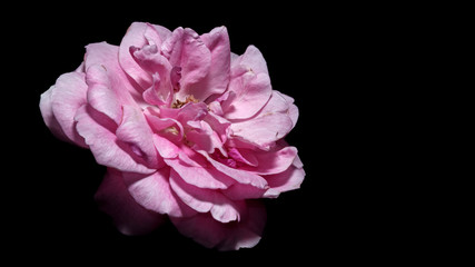 macro, Pink rose flower , black background