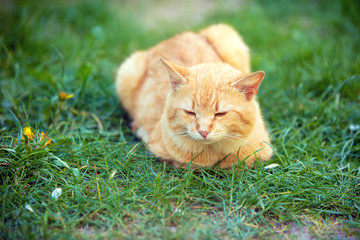 Cat lying outdoor on a grass 