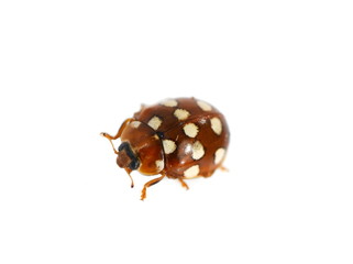 Cream-spot ladybird Calvia quatuordecimguttata isolated on white background