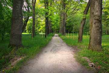 Fototapeta na wymiar Quiet path in a dark forest in the spring