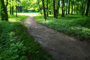 Fototapeta premium Quiet path in a dark forest in the spring