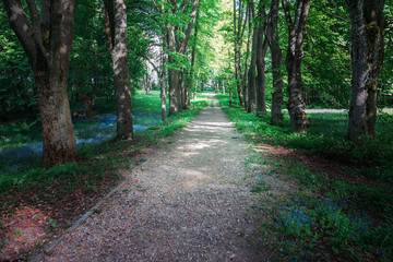 Quiet path in a dark forest in the spring