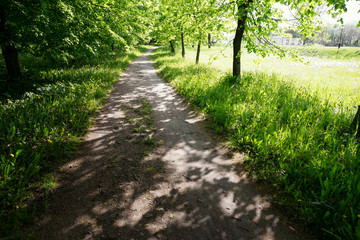 Quiet path in a dark forest in the spring