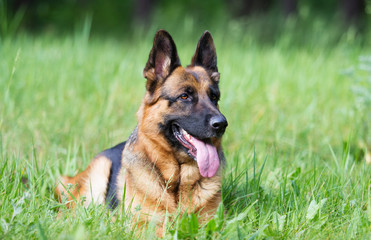 German shepherd dog in the grass