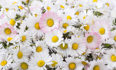 Fototapety  stokrotki / Świeżo zerwany kwiat białej stokrotki