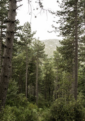 Obraz premium Forest with tree