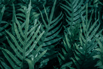 Beautiful green leaves background. Garden and Green wall, leafs texture, texture of green plant,  tropical leaves background.