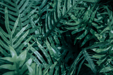 Beautiful green leaves background. Garden and Green wall, leafs texture, texture of green plant,  tropical leaves background.
