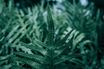 Beautiful green leaves background. Garden and Green wall, leafs texture, texture of green plant,  tropical leaves background.
