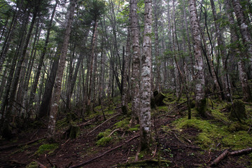 In deep forest, wide angle jukai japan