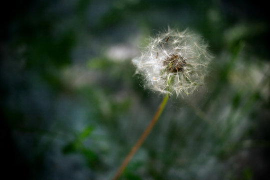 Fototapeta Single white dandelion on dark background.