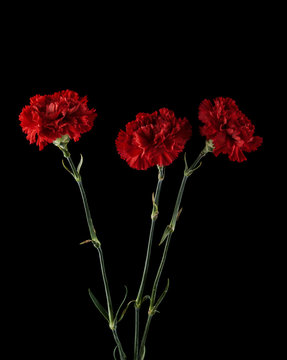 Fototapeta Red carnation isolated on black background