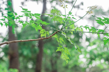 water drops on leaves, natural green background