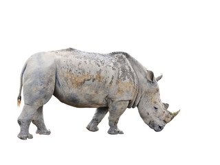 The big rhinoceros  on isolated white background with copy space and muddy mess