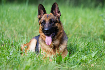 German shepherd dog in the grass