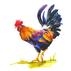 Realistic illustration of multicolor rooster on white background. Watercolor hand-drawn domestic bird. 2017 Chinese New Year of the rooster. Poster with symbol of year. © monamonash